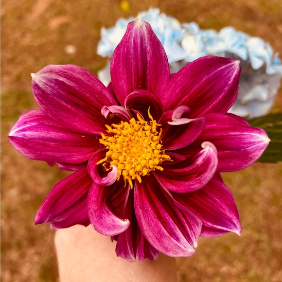 kaininani